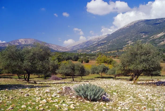 Framed Print : Olive groves
