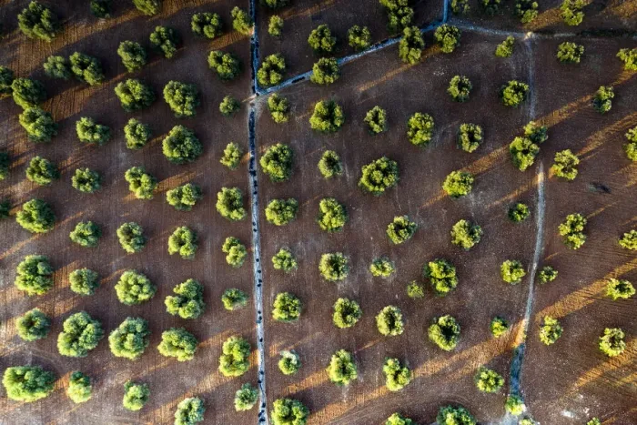 Framed Print : Olive groves from above, aerial view, Apulia, Italy, Europe