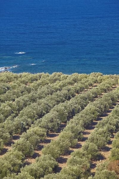Olive groves, Chania, Crete, Greek Islands, Greece, Europe