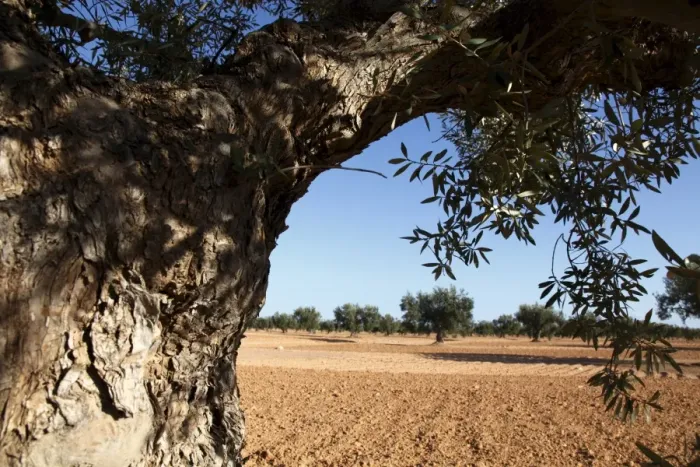Framed Print : Olive groves, Gabes, Tunisia, North Africa, Africa Framed Print : Olive groves, Gabes, Tunisia, North Africa, Africa