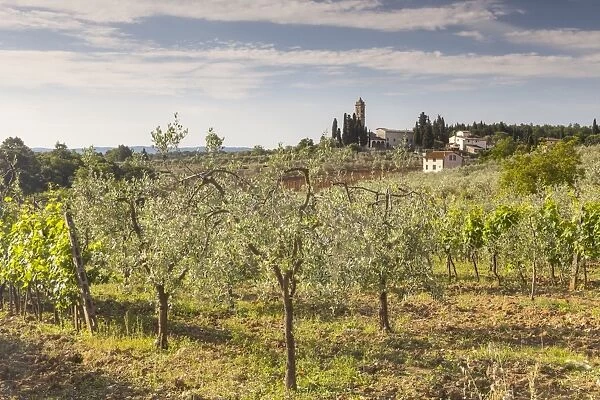 Olive groves near to Tavarnelle, Tuscany, Italy, Europe