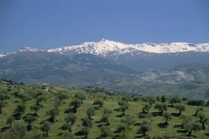 Framed Print : Olive groves with snow-capped Sierra Nevada beyond Framed Print : Olive groves with snow-capped Sierra Nevada beyond