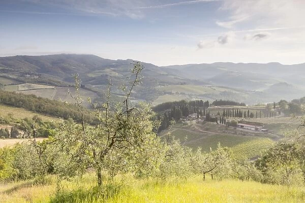 Olive groves and vineyards near to Radda in Chianti, Tuscany, Italy, Europe