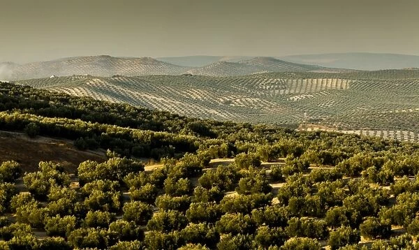 Olive groves, Zuheros, near Cordoba, Andalucia, Spain, Europe