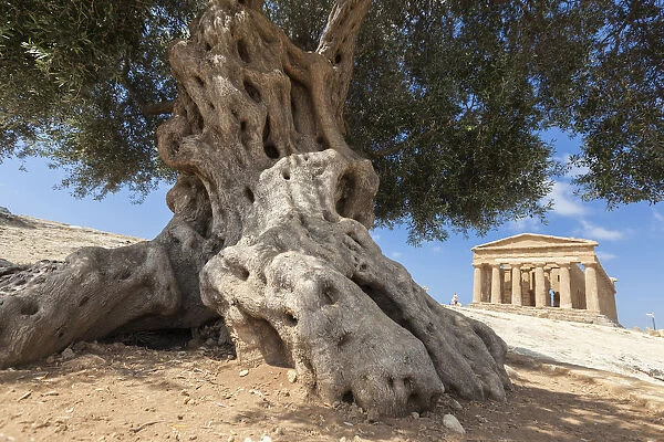 An olive tree frames the ancient Temple of Concordia in the archeological site of Valle dei Templi