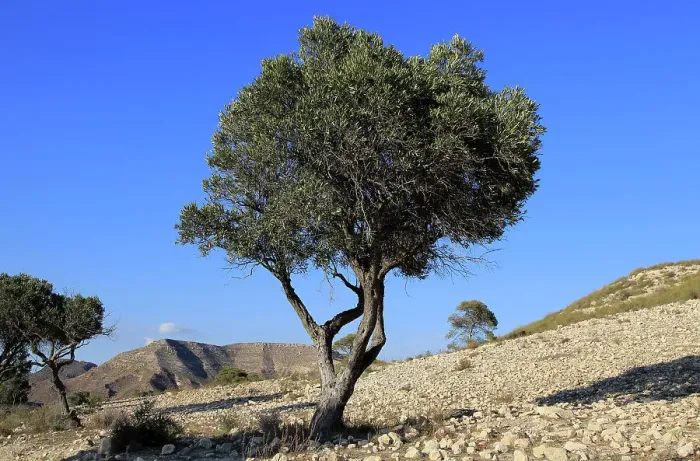 Framed Print : Olive tree in semi desert area near Rodalquilar, Cabo de Gata natural park, Almeria, Andalusia, Spain, Europe