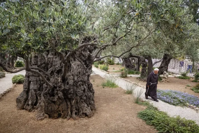 Framed Print : Olive trees in the Garden of Gethsemane, Jerusalem, Israel, Middle East Framed Print : Olive trees in the Garden of Gethsemane, Jerusalem, Israel, Middle East