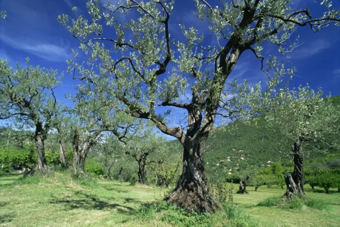 Framed Print : Olive trees in a grove in the Nyons District in the Drome Region of France, Europe Framed Print : Olive trees in a grove in the Nyons District in the Drome Region of France, Europe