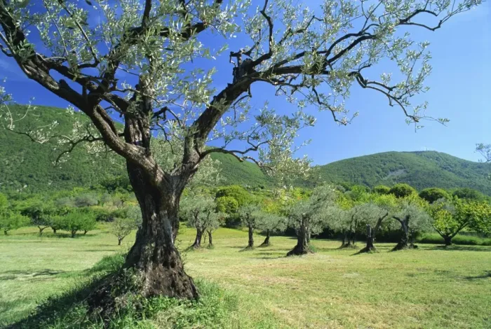 Framed Print : Olive trees in a grove in the Nyons District in the Drome Region of France, Europe Framed Print : Olive trees in a grove in the Nyons District in the Drome Region of France, Europe