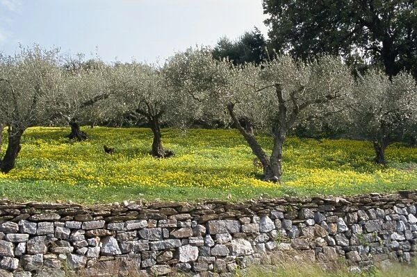 Olive trees with wild flowers beneath