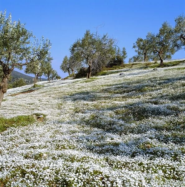 Olives groves and wild flowers