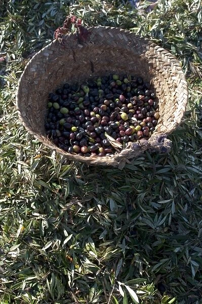 Olives just after collection, Meknes, Morocco, North Africa, Africa