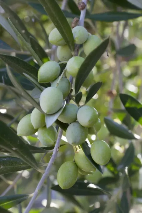 Framed Print : Olives, Samos, Aegean Islands, Greece Framed Print : Olives, Samos, Aegean Islands, Greece