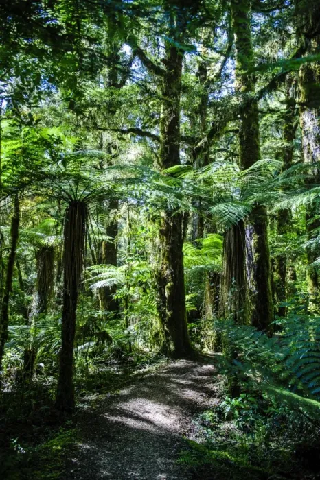 Framed Print : Oparara Basin, Karamea, West Coast, South Island, New Zealand, Pacific Framed Print : Oparara Basin, Karamea, West Coast, South Island, New Zealand, Pacific