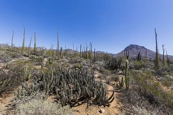 Open Sonoran desert near Mision de San Francisco de Borja, Baja California, Mexico