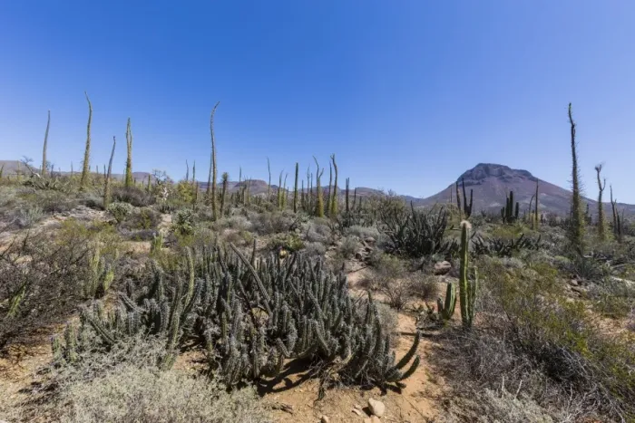 Framed Print : Open Sonoran desert near Mision de San Francisco de Borja, Baja California, Mexico