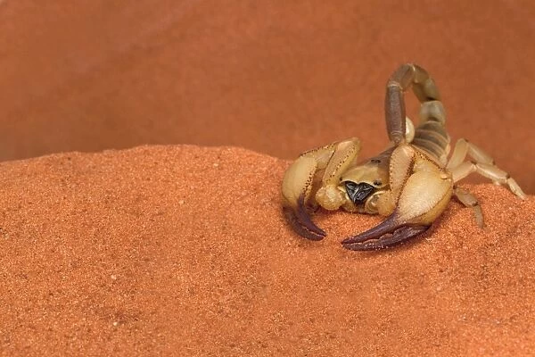 Opistophthalmus wahlbergii scorpion, Tswalu Kalahari game reserve, Northern Cape, South Africa, Africa