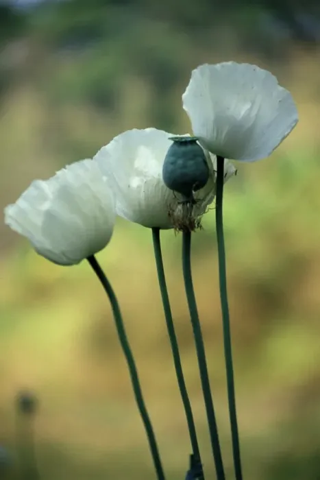 Framed Print : Opium poppies Framed Print : Opium poppies