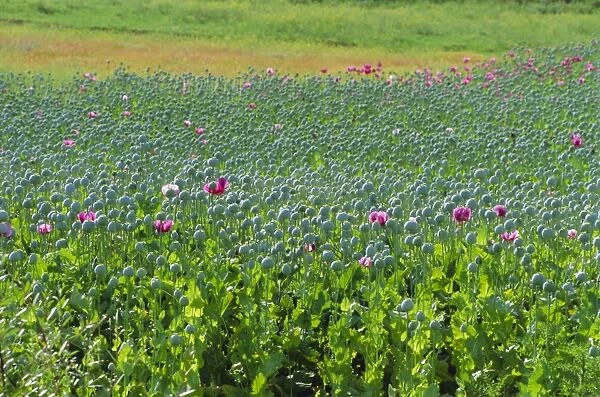 Opium Poppies are a legal crop for production of Morphine, Sandinski, Bulgaria