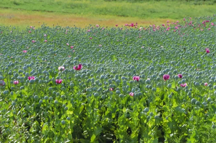 Framed Print : Opium Poppies are a legal crop for production of Morphine, Sandinski, Bulgaria Framed Print : Opium Poppies are a legal crop for production of Morphine, Sandinski, Bulgaria