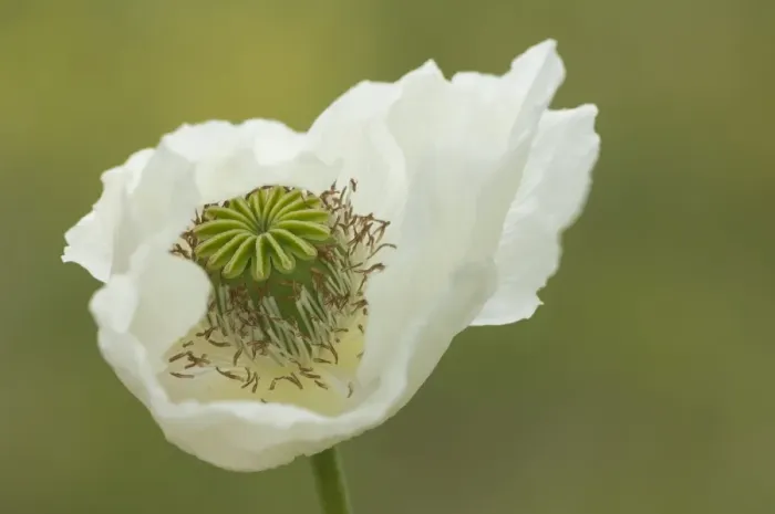 Framed Print : Opium poppy (Papaver somniferum), Turkey, Asia Minor, Eurasia Framed Print : Opium poppy (Papaver somniferum), Turkey, Asia Minor, Eurasia