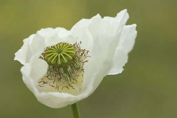 Opium poppy (Papaver somniferum), Turkey, Asia Minor, Eurasia