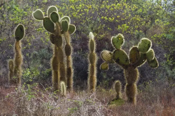 Framed Print : Opuntia cactus, Opuntia echios, Cerro Dragon, Santa Cruz Island, Galapagos, UNESCO World Heritage Site, Ecuador, South America Framed Print : Opuntia cactus, Opuntia echios, Cerro Dragon, Santa Cruz Island, Galapagos, UNESCO World Heritage Site, Ecuador, South America