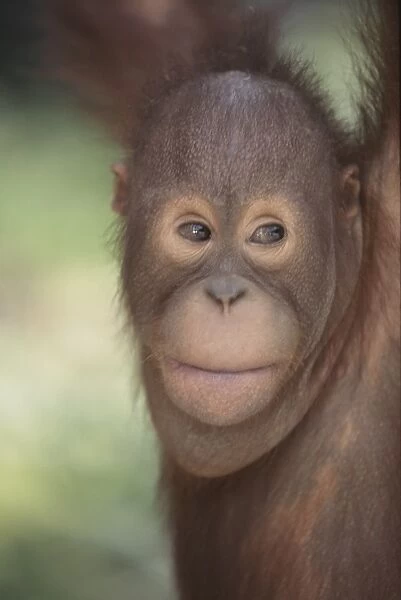 Orang-utan baby, Borneo, Southeast Asia, Asia