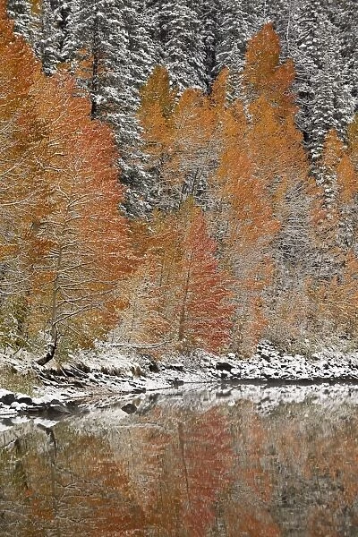Orange aspens in the fall among evergreens covered with snow at a lake, Grand Mesa National Forest