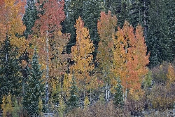 Orange aspens in the fall, San Juan National Forest, Colorado, United States of America, North America