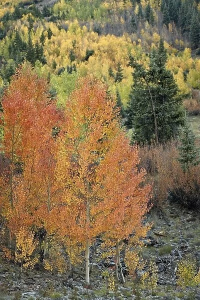 Orange aspens in the fall, San Juan National Forest, Colorado, United States of America, North America
