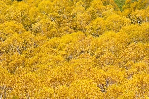 Orange autumn trees on the Lewis Pass, Canterbury Region, South Island, New Zealand, Pacific