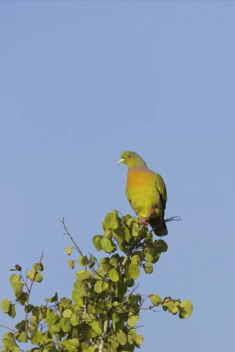 Framed Print : Orange-breasted Green Pigeon (treron bicinctus), Uda Walawe National Park, Sri Lanka, Asia Framed Print : Orange-breasted Green Pigeon (treron bicinctus), Uda Walawe National Park, Sri Lanka, Asia