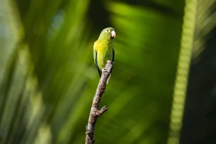 Framed Print : Orange Chinned Parakeet (Brotogeris Jugularis), Boca Tapada, Alajuela Province, Costa Framed Print : Orange Chinned Parakeet (Brotogeris Jugularis), Boca Tapada, Alajuela Province, Costa