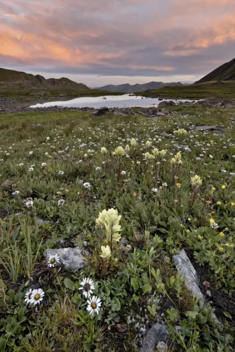 Framed Print : Orange clouds at sunrise with cutleaf daisy (dwarf mountain fleabane) (gold buttons) (Erigeron compositus) and sulphur paintbrush (Castilleja sulphurea), San Juan National Forest, Colorado, United States of America, North America