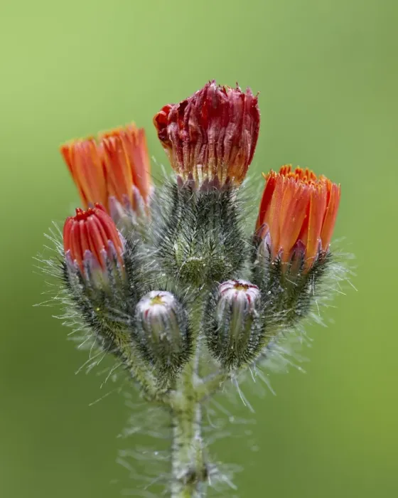 Framed Print : Orange hawkweed (fox-and-cubs) (tawny hawkweed) (Devils paintbrush) (Grim-the-Collier) (Pilosella aurantiaca), Idaho Panhandle National Forests, Idaho, United States of America, North America