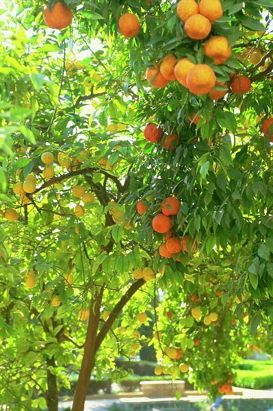 Orange and lemon trees in the Alcazar gardens, Cordoba, Andalucia, Spain, Europe