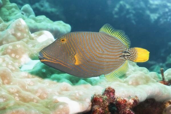 Orange Lined Triggerfish (Balistapus undulatus), Southern Thailand, Andaman Sea, Indian Ocean, Asia