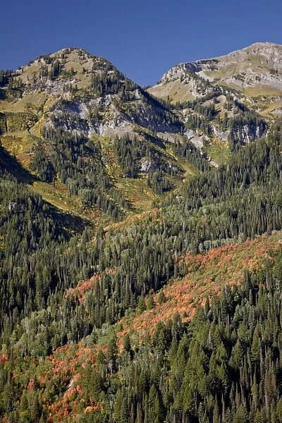 Orange maples among evergreens, Uinta National Forest, Utah, United States of America
