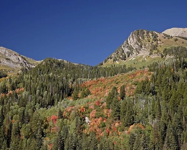 Orange maples among evergreens, Uinta National Forest, Utah, United States of America, North America