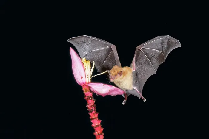 Framed Print : Orange nectar bat (Lonchophylla robusta) hovering and drinking nectar from a wild red banana flower (Musa velutina) in the rain forest, Costa Rica
