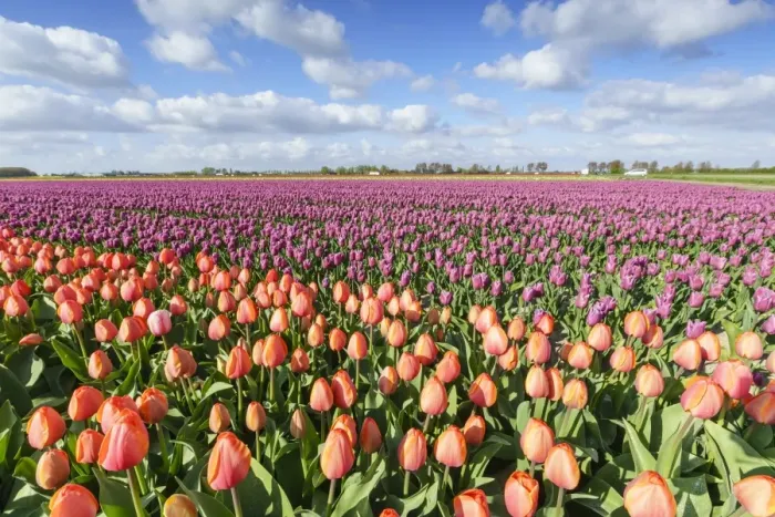 Framed Print : Orange and pink tulips in a field, Yersekendam, Zeeland province, Netherlands, Europe Framed Print : Orange and pink tulips in a field, Yersekendam, Zeeland province, Netherlands, Europe