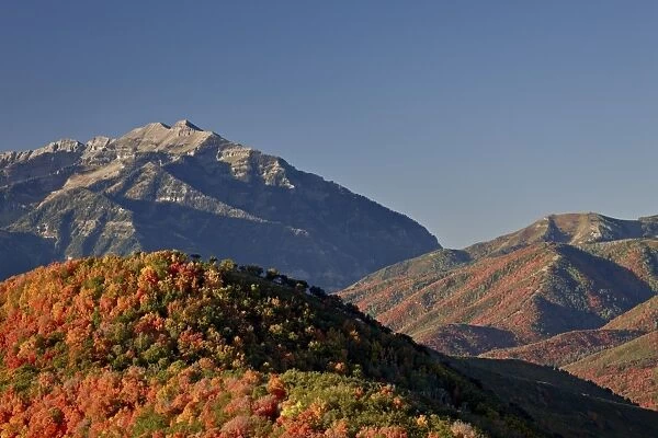 Orange and red maples in the fall, Wasatch Mountain State Park, Utah, United States of America, North America