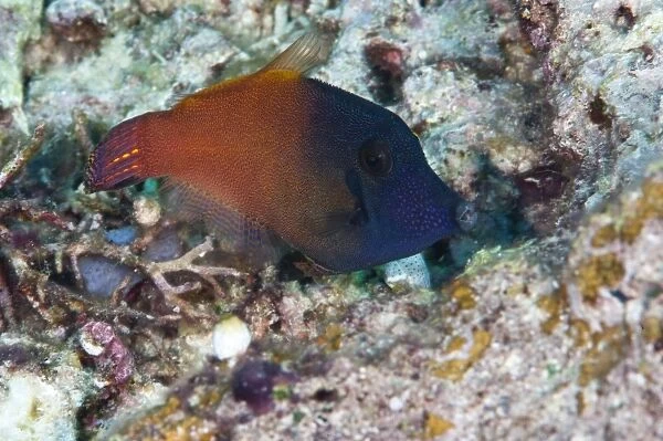 Orange tail filefish (Pervagor aspriaudus), Komodo, Indonesia, Southeast Asia, Asia