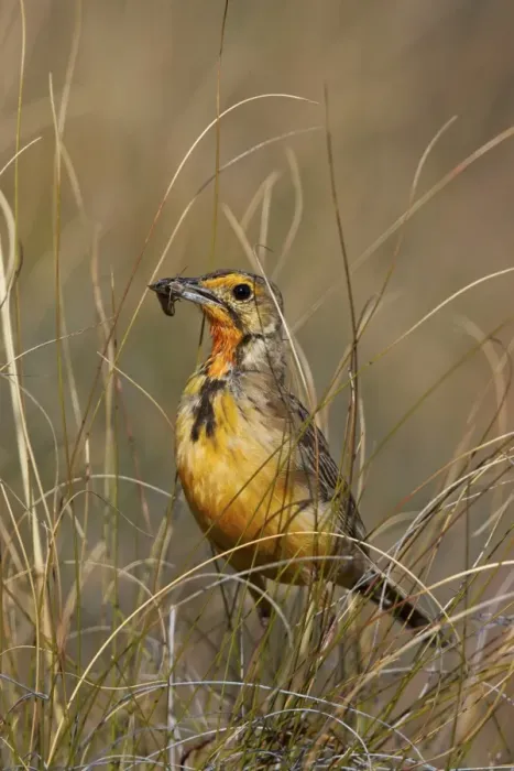 Framed Print : Orange-throated longclaw (Cape longclaw) (Macronyx capensis) with an insect, Mountain Framed Print : Orange-throated longclaw (Cape longclaw) (Macronyx capensis) with an insect, Mountain