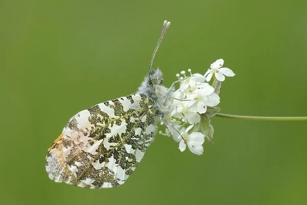 Orange tip butterfly (Anthocharis cardamines) resting on common valerian flowers