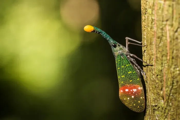 Framed Print : Orange-tip lantern fly (Pyrops intricata), Indonesia, Southeast Asia