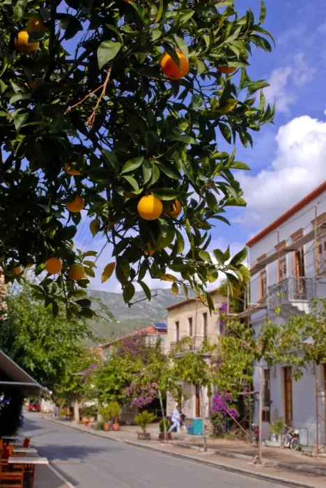 Framed Print : Orange tree in a little village in the Lakonian Mani, Peloponnese, Greece, Europe Framed Print : Orange tree in a little village in the Lakonian Mani, Peloponnese, Greece, Europe
