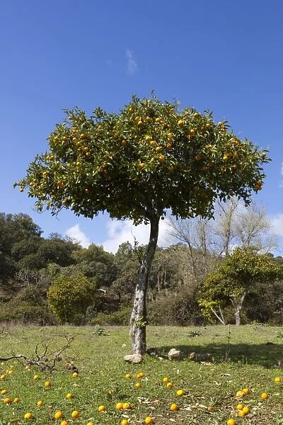 Orange tree, near Linares de la Sierra, Andalucia, Spain, Europe