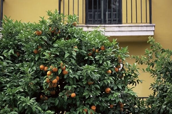 Orange tree outside house